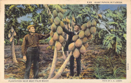 ETATS-UNIS - Gian Papaya In Florida - Plantation Near West Palm Beach - Carte Postale Ancienne - Altri & Non Classificati