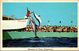 Florida Miami Seaquarium Showtime Jumping Porpoises 1964 - Miami