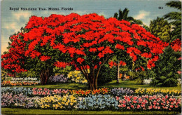 Florida Miami Royal Poinciana Tree In Full Bloom 1940 - Miami