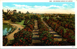 Florida Typical Orange Grove Ladden With Fruit Curteich - St Petersburg