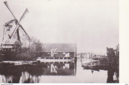 Koog A/d Zaan Molen De Paap RY15884 - Zaanstreek