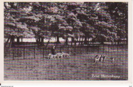 Zeist Hertenkamp 1954 RY15231 - Zeist
