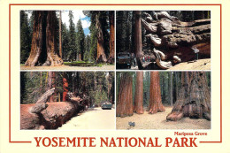 Parc National De Yosemite - Mariposa Grove - Multivues - Yosemite