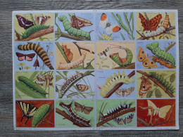 Papillons Et Chenilles / Vlinders En Rupsen - ARNAUD éditeur - Sie 1951 Pl N° 59 - 33x24cm - Fichas Didácticas