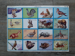 PL. 106 : La Faune De Nos Bois - De Dieren In Onze Bossen (E. Mérite) - Editions Sablon 1958 - 35x26cm - Learning Cards