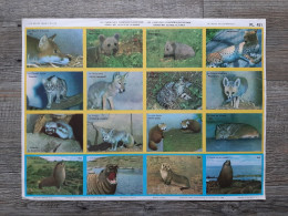 PL. 451 : Carnivores - Vleesetende Dieren - Editions Sablon 1958 - 35x26cm - Lesekarten