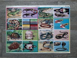 PL. 462 : Les Reptiles - De Kruipdieren - Editions Sablon 1958 - 35x26cm - Learning Cards