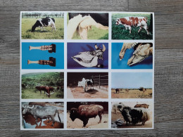 Zoologie - Vache / Dierkunde Runderen - Editions Sablon 1958 - Feuille 320 Blad 320 - 27x24cm - Schede Didattiche