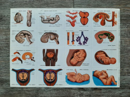 Editions Volumétrix Réf. 1005 - Planche N° 178 - Anatomie (Embryologie 2) (1969) - 23x32cm - Fichas Didácticas