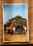 Animals Of Africa - Giraffes Giraffe Giraffen - Girafes