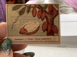 Image Chromo Ministère Des Colonies Bon.point Cacaoyer. - Fieur. Fruits (cabosses) - Menier