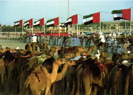 National Folklore - Course De Chameaux "animés" - Emirats Arabes Unis