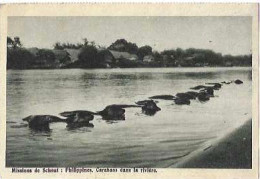 MISSIONS DE SCHEUT/PHILIPPINES /CARABAOS DANS LA RIVIERE - Philippines