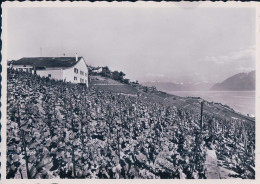 Grandvaux VD, Domaine Viticole De La Crausaz Et Le Léman, Publicité Au Verso (884) 10x15 - Grandvaux