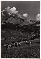 CPSM - WILDHAUS - Vue Panoramique  .... Edition A.Eggenberger - Wil