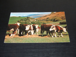 63191-             DIEREN / ANIMALS / TIERE / ANIMAUX / ANIMALES / COWS - Cows