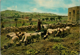 BETHLEHEM - Champ De Bergers - Palästina