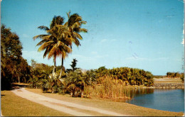 Florida Miami Coral Gables Fairchild Tropical Garden Coconut Palms Silver Palms And Key Thacth Palms 1975 - Miami