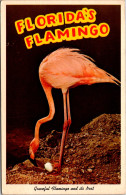 Florida Sarasota Jungle Gardens Beautiful Flamingo Nesting 1962 - Sarasota