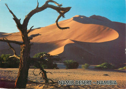 CPSM Namibia-Star Sand Dune At Sossusvlei Nabi Naukluft Park-Namib Desert-Beau Timbre    L2334 - Namibia