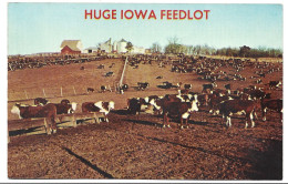 Iowa Huge Iowa Feedlot Cow Farm USA Htje - Other & Unclassified
