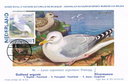 Pays-Bas - Oiseaux : Larus Argentatus CM 2791-Aa-75 (année 2014) - Seagulls