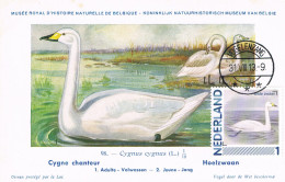 Pays-Bas - Oiseaux : Cygnus Cygnus CM 2791-Aa-72 (année 2014) - Cisnes