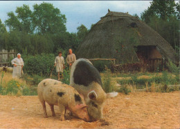 D-14163 Berlin - Museumsdorf Düppel - Schweine - Pigs - Zehlendorf