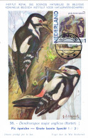 Pays-Bas - Oiseaux : Dendrocopos Major CM 2791-Aa-18 (année 2011) - Piciformes (pájaros Carpinteros)