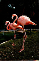 Florida Miami Colorful Flamingos At The Parrot Jungle 1981 - Miami