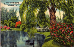 Florida Sarasota Jungle Gardens Black Swans 1949 Curteich - Sarasota