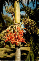 Florida Miami Coral Gables Fairchild Tropical Garden Christmas Palm Bearing Fruit - Miami