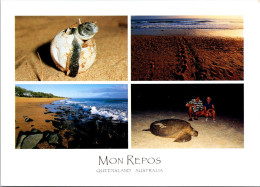 9-8-2023 (2 T 3) Australia - QLD - Mont Repos (Tortue / Tortoise) TORTUE - Turtles