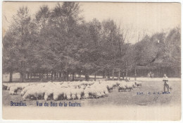 Bruxelles. - Vue Du Bois De La Cambre. - (Brussel, België/Belgique) - 1903 - Schapen/Mouton/Sheep - Bruxelles-ville