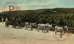 BARBADOS. DONKEYS CARTING MANJAK. - Barbados