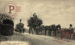 BARBADOS. LOADING SUGAR CANE - Barbades