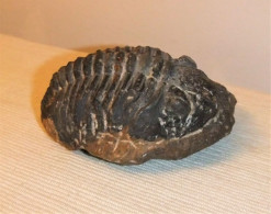 TRILOBITES, ELLIPSOCEPHALUS HOFFI, SAHARA - Fossiles