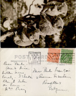 AUSTRALIA 1934  POSTCARD SENT FROM SYDNEY TO BRUXELLES - Storia Postale