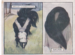 Animals & Their Furs 1929 - No22 Skunk  - Wills Cigarette Card - Original Card - Large Size - Wills