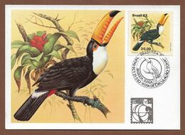 Brasilien  1983 , Serie Fauna Brasileira - Tucanos - Maximum Card Nr. 026086 - First Day  21.5.83 - Cartes-maximum