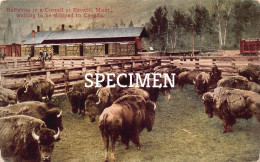 Buffaloes In A Corral At Ravatti Montana Waiting To Be Shipped To Canada - Autres & Non Classés