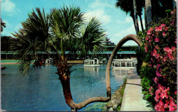 Florida Silver Springs Glass Bottom Boats And Horseshoe Palm - Silver Springs