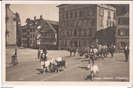 Suisse - C -  Appenzell - Trogen - Dorfplatz (Alpaufzug) Vaches Chèvres Ziegen Goat - Appenzell