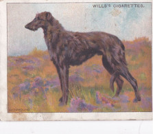 Dogs A Series 1911 - No6 Deerhound - Wills Cigarette Card - Original Card - Large Size - Antique Card - Wills