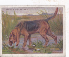 Dogs A Series 1911 - No14 Bloodhound - Wills Cigarette Card - Original Card - Large Size - Antique Card - Wills