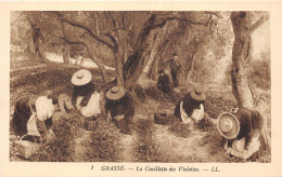 06-GRASSE- LA CUEILLETTE DES VIOLETTES - Grasse