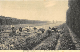 84-CARPENTRAS- CUEILLETTE DES FRAISES - Carpentras