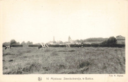 BELGIQUE - Mijnbouw - Steenkolenmijn, Te Battice - Vaches - Carte Postale Ancienne - Verviers