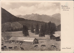 D-83229 Aschau Im Chiemgau - Maisalm - Kühe - Stamp 1956 - Chiemgauer Alpen