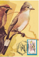 Roumanie 1992 Carte Maximum Double Recto-verso Oiseaux - Storia Postale